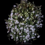 Dendrobium hymenanthum-Flowering Size